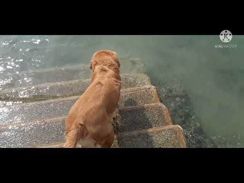 ANG ASONG KEMEKENDENG-KE DENG SA DAAN.