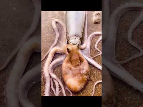 How does a octopus get into a bottle?