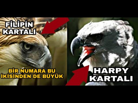download lagu mp3 mp4 Haast Kartalı, download lagu Haast Kartalı gratis, unduh video klip Haast Kartalı