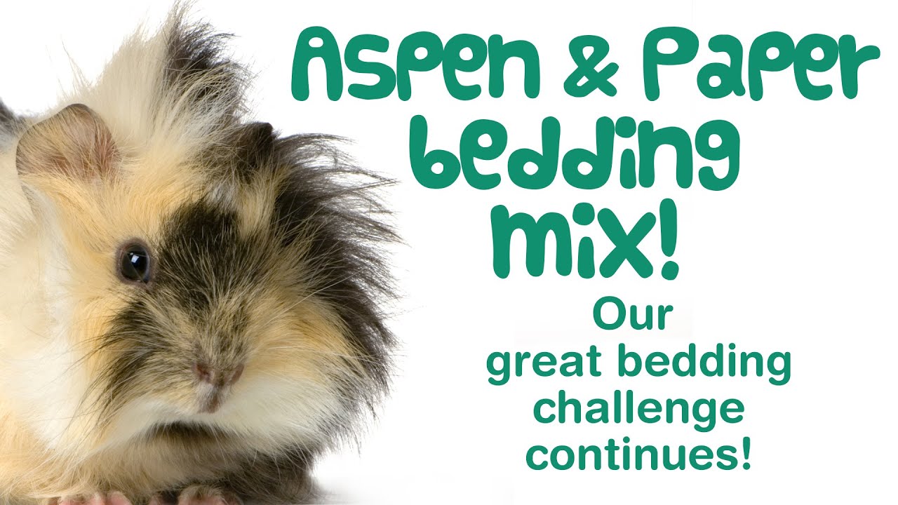 PAPER & ASPEN BEDDING for Guinea Pigs | MIXED Bedding | Advantages & Benefits
