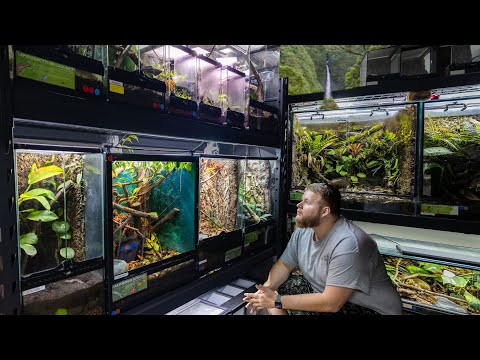 REPTILE ROOM TOUR December 2025! | 125+ Reptiles and Amphibians in one room!