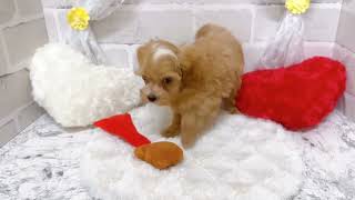 ハーフ犬の動画01