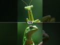 Praying Mantis vs. Insects: Ultimate Showdown 🦗