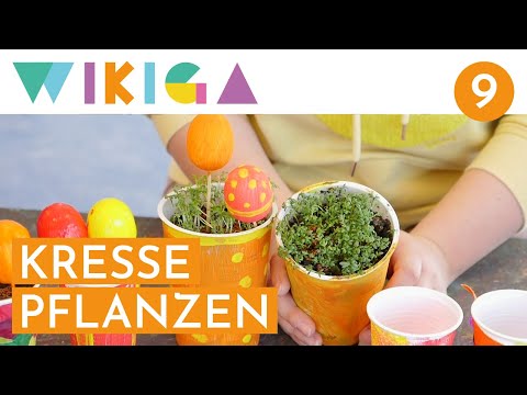 KRESSE PFLANZEN | WIKIGA - Wie im Kindergarten