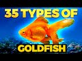 The 35 BEST Types Of Goldfish