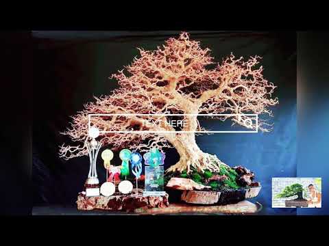 Synthesis of the most beautiful bonsai leaves work 2020!