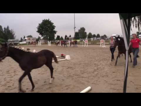 Stute von Dark Dornik FS -  Champion de Luxe