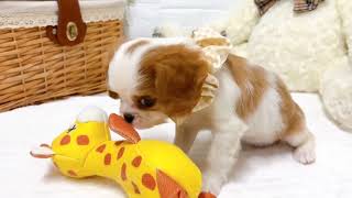 キャバリアの動画02