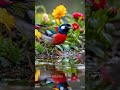#birds #beautifulanimals #wildlife #wildbirds