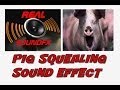 PIG Squealing Sound Effect RealsoundFX
