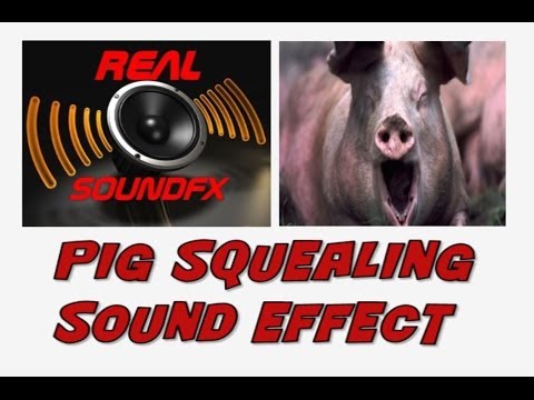 PIG squealing sound effect - realsoundFX
