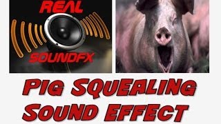 PIG squealing sound effect - realsoundFX