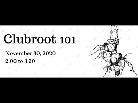 Clubroot 101 Webinar