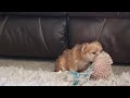 Morkie dogs for sale: Chase - Video 1