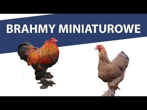 , title : 'Brahmy miniaturowe brunatno faliste - stado 2019'
