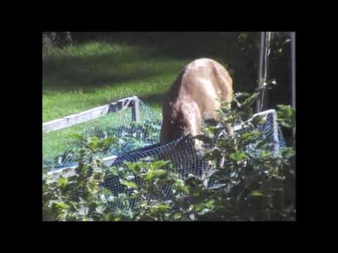 Rådjur äter under nät