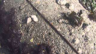 preview picture of video 'ver lacet de 2 mètres de long à Brest'