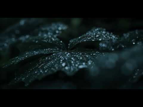 Amazon jungle.    kudrati Karishma