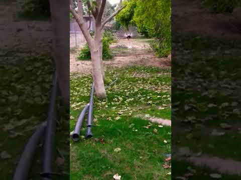 Morning time eka park me 🙋 gav ki subah