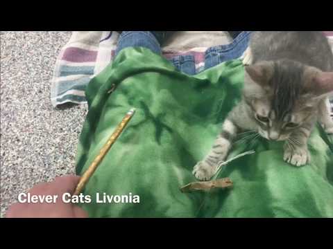 How to Tire Out Your Cat: Mental Exercise - YouTube