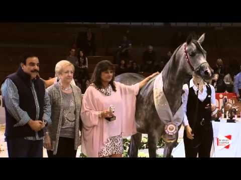 3rd Place N.49 DA JAKARTA - Wels 2015 - National Jr. Fillies Championship (Class 15)