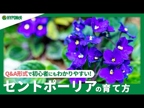 園芸 セントポーリアの葉から挿し木をする方法は?