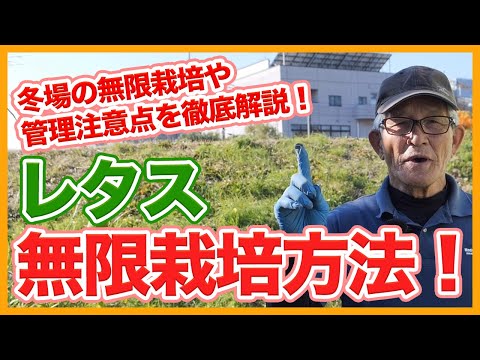 夏に庭に子羊のレタスを播種する時期と方法 8月の収穫冬のサラダ