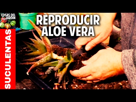 Cómo reproducir Aloe vera y otras suculentas