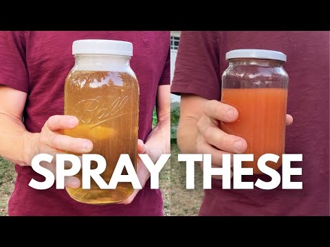 Save Your Plants with JADAM Natural Pesticide!!!