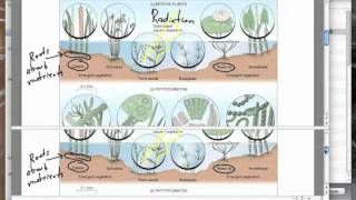 Eutrophication 5.4