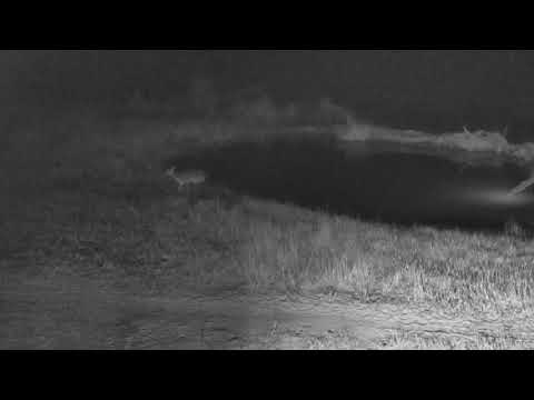 Djuma: Scrub Hare follows a Duiker around - 06/05/18