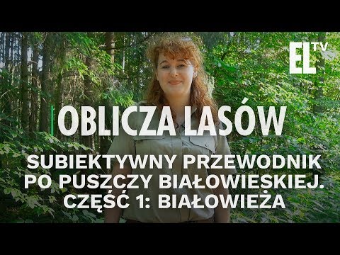 Subiektywny przewodnik po Puszczy Białowieskiej. Część 1: Białowieża | Oblicza lasów #57