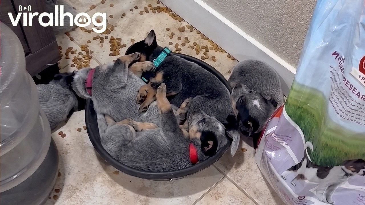 Puppies Sleeping in Food Bowl || ViralHog