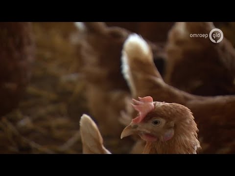 De Boer is Troef 2 oktober 2019