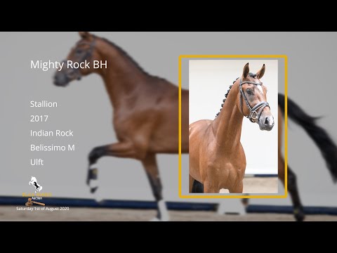 Mighty Rock BH (Indian Rock x Belissimo M x Ulft) stallion, 2017
