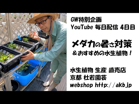 園芸 水生オエナンセ、水生フェンネル、水生ヘムロック
