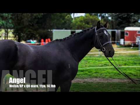 Highly competitive interschool eventer/SJ pony for sale