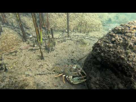 Furesø diving 01/2019