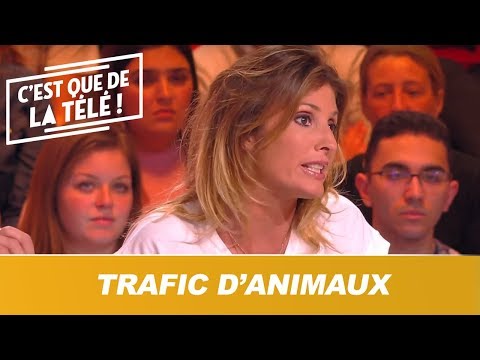 Trafic d'animaux : l'effroyable business qui rapporte gros