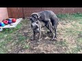 Dog Breeding Dog Mating Cane Corso Breeding Mating