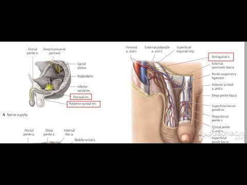 Scrotum nerve supply