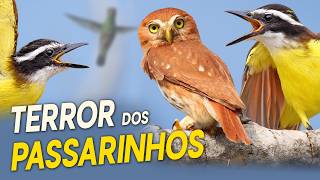 CABURÉ o TERROR DOS PASSARINHOS!