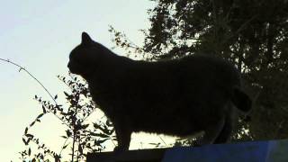 Lion King Fat Cat (Tribute to Scruffy)