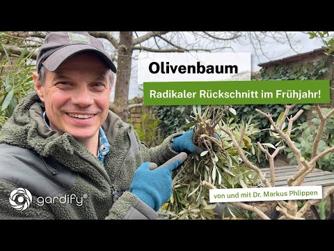 Olive tree: Radical pruning in spring! Is it allowed, and how do you go about it?