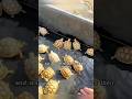 Thought it was just a small turtle, but it turned out to be a whole family#turtle#animal#shortvideo
