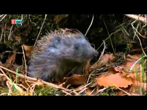 Igeljahr - 01 Winter bis Frühjahr