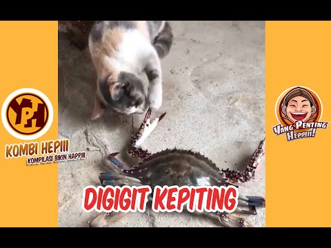 kombi-heppiii-digigit-kepiting-1