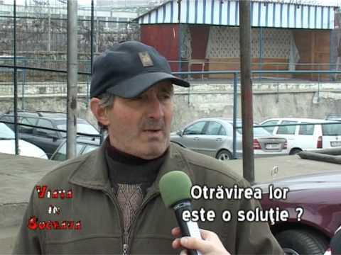 VIS 17.11.2008 - Cainii Torturati