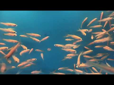 “hundreds” of ROSY RED minnows