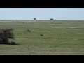 Hyenas Trying To Hunt A Topi Animals Wildlife Travel Africa Trending Nature Vlog Vlogger
